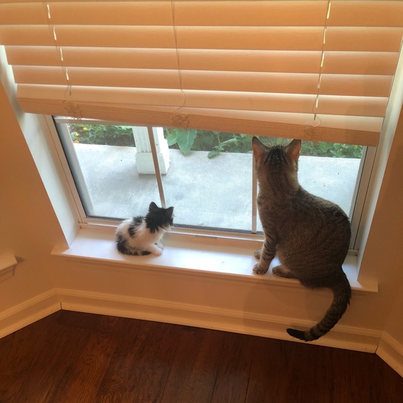 Meet your Posher, Terri - Picture 1 of 1